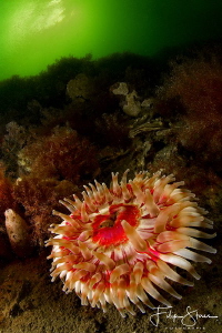 Dahlia anemone (Urticina felina), Lake Grevelingen , The ... by Filip Staes 